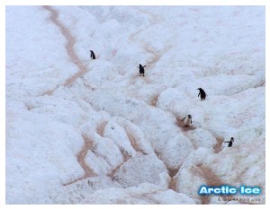 Nature • Природа - Arctic Ice • Арктика - Arctic_Ice_056