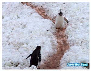 Nature • Природа - Arctic Ice • Арктика - Arctic_Ice_055
