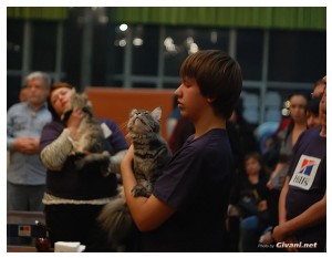Cats Shows Photo • Выставки кошек - November, 2010 • Кубок Hill's • Донецк - 012