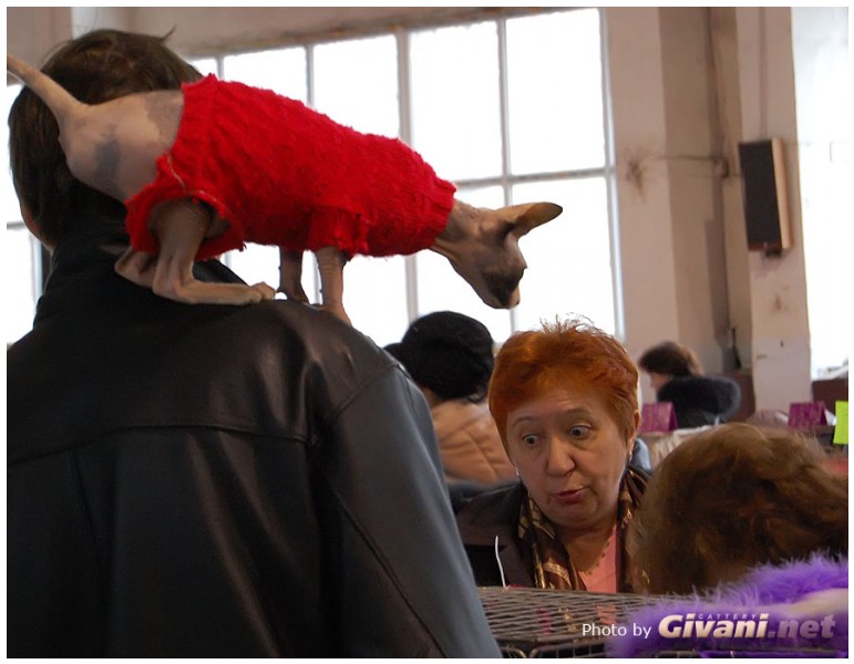 Cats Shows Photo • Выставки кошек - Cats Show • April, 2011 • Донецк - 01