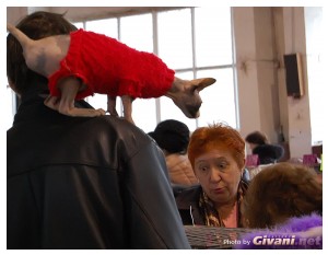 Cats Shows Photo • Выставки кошек - Cats Show • April, 2011 • Донецк - 01