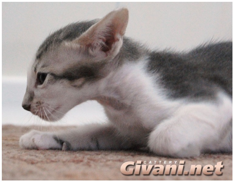 Oriental Cats • Ориентальные кошки - Oriental Kittens • Ориентальные котята - 87
