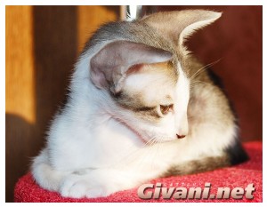Oriental Cats • Ориентальные кошки - Oriental Kittens • Ориентальные котята - 122