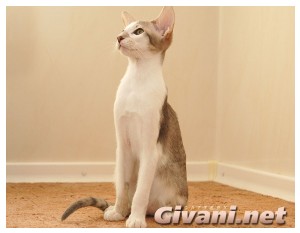 Oriental Cats • Ориентальные кошки - Oriental Kittens • Ориентальные котята - 157