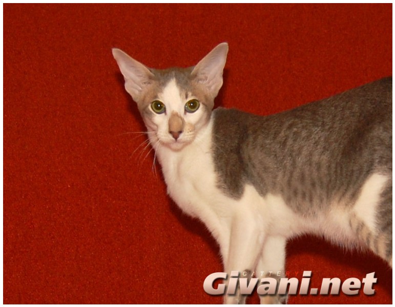 Oriental Cats • Ориентальные кошки - Oriental cats • Ориентальные кошки - Биколорный ориентальный кот