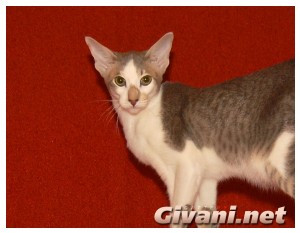 Oriental Cats • Ориентальные кошки - Oriental cats • Ориентальные кошки - Биколорный ориентальный кот