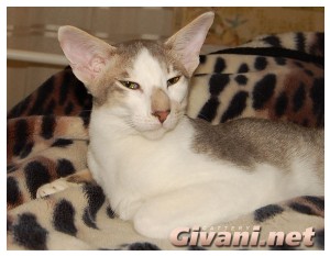 Oriental Cats • Ориентальные кошки - Oriental cats • Ориентальные кошки - 202
