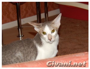 Oriental Cats • Ориентальные кошки - Oriental cats • Ориентальные кошки - 194