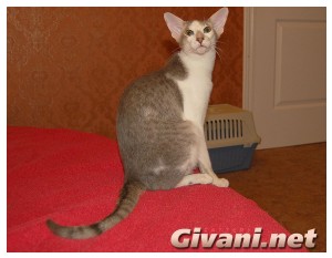 Oriental Cats • Ориентальные кошки - Oriental cats • Ориентальные кошки - Bicolor Oriental cat