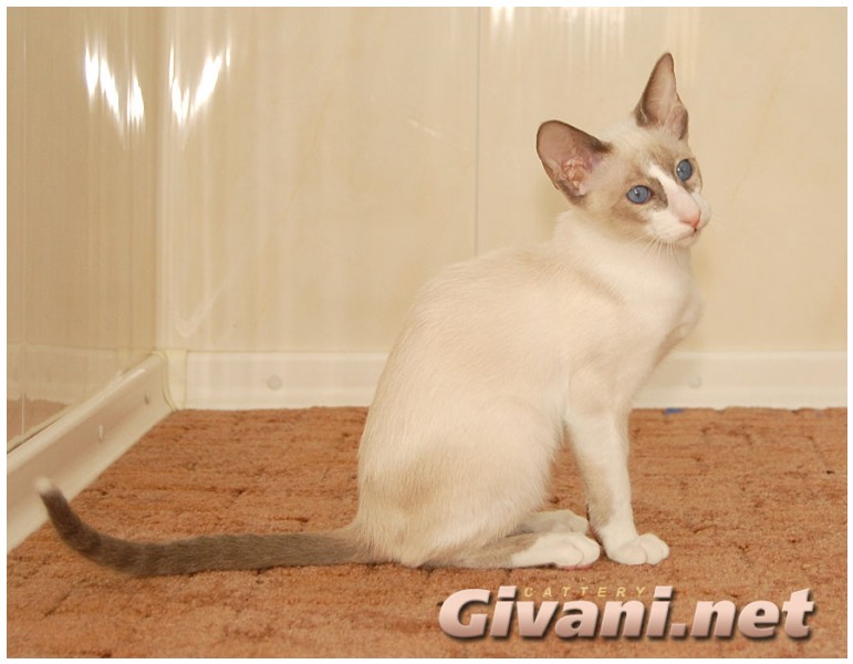 Seychellois Cats • Сейшельские кошки - Seychellois Cats • Сейшельские кошки - 168