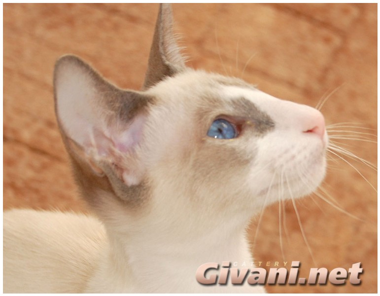 Seychellois Cats • Сейшельские кошки - Seychellois Cats • Сейшельские кошки - 160