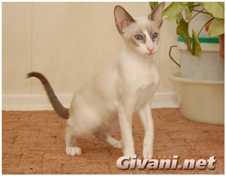 Seychellois Cats • Сейшельские кошки - Seychellois Cats • Сейшельские кошки - 165