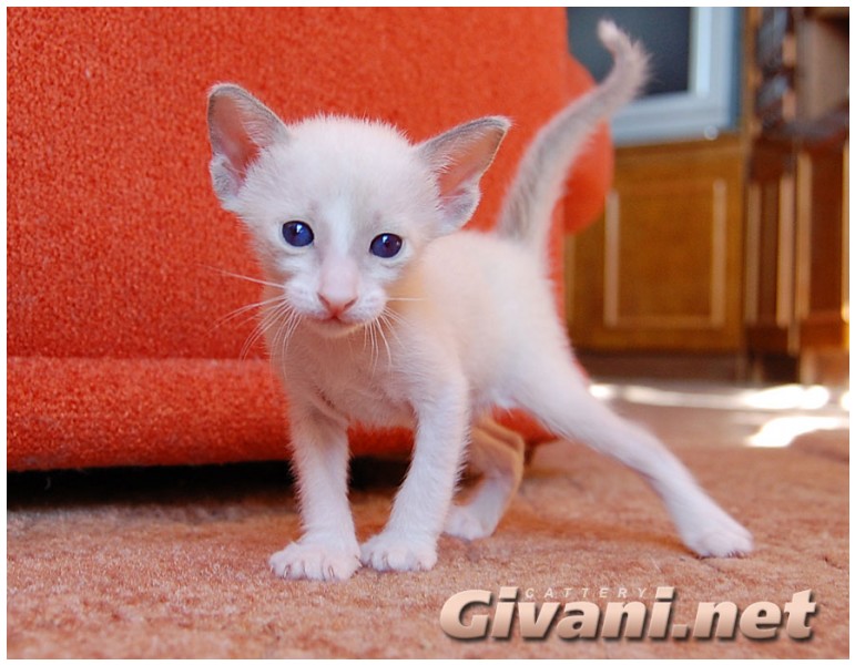 Seychellois Cats • Сейшельские кошки - Seychellois Kittens • Сейшельские котята - 35