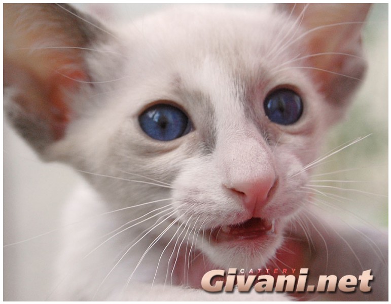Seychellois Cats • Сейшельские кошки - Seychellois Kittens • Сейшельские котята - 109