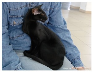 Cats Shows Photo • Выставки кошек - Cats Show • September, 2011 • Запорожье - Oriental Black Cat