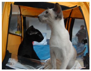Cats Shows Photo • Выставки кошек - November, 2011 • Кубок Hill's • Донецк - 01
