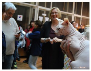 Cats Shows Photo • Выставки кошек - November, 2011 • Кубок Hill's • Донецк - 15