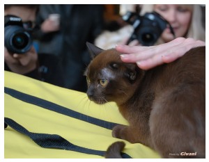 Cats Shows Photo • Выставки кошек - November, 2011 • Кубок Hill's • Донецк - 11