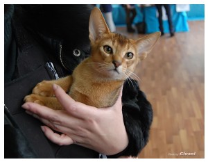 Cats Shows Photo • Выставки кошек - November, 2011 • Кубок Hill's • Донецк - 19