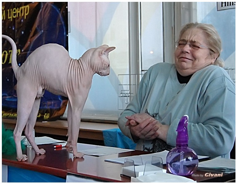 Cats Shows Photo • Выставки кошек - November, 2011 • Кубок Hill's • Донецк - Lili Anciau in tandem...