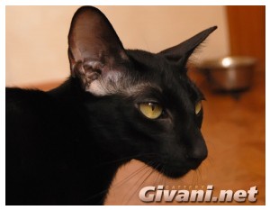 Oriental Cats • Ориентальные кошки - Oriental cats • Ориентальные кошки - 10