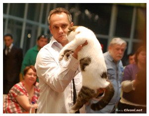 Cats Shows Photo • Выставки кошек - November, 2010 • Кубок Hill's • Донецк - 017
