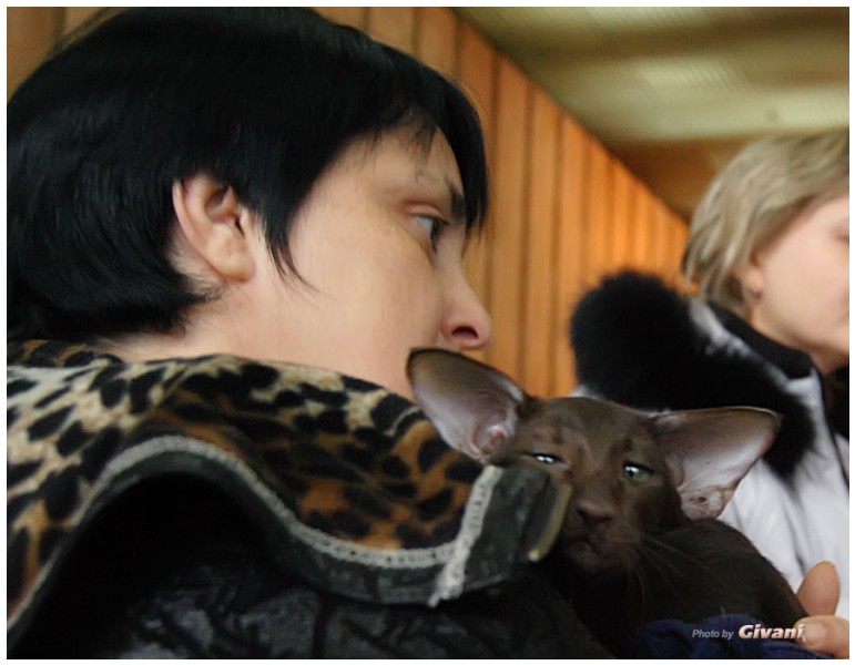 Cats Shows Photo • Выставки кошек - November, 2011 • Кубок Hill's • Донецк - 34
