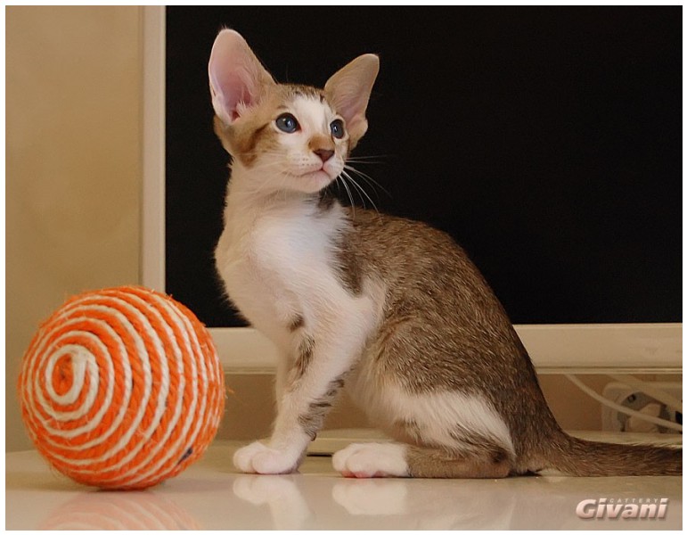 Oriental Cats • Ориентальные кошки - Oriental Kittens • Ориентальные котята - Fahrenheit Givani