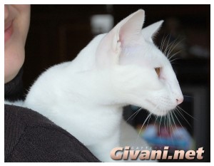 Oriental Cats • Ориентальные кошки - Oriental cats • Ориентальные кошки - 03