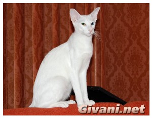 Oriental Cats • Ориентальные кошки - Oriental cats • Ориентальные кошки - Разноглазая ориентальная кошка
