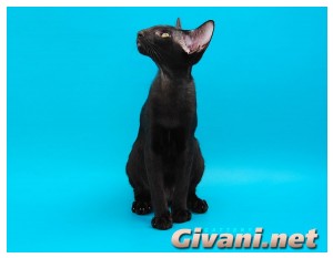 Oriental Cats • Ориентальные кошки - Oriental cats • Ориентальные кошки - 20
