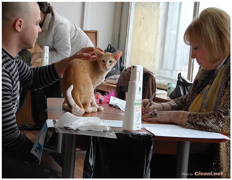 Cats Shows Photo • Выставки кошек - Cats Show • April, 2012 • Донецк - 46
