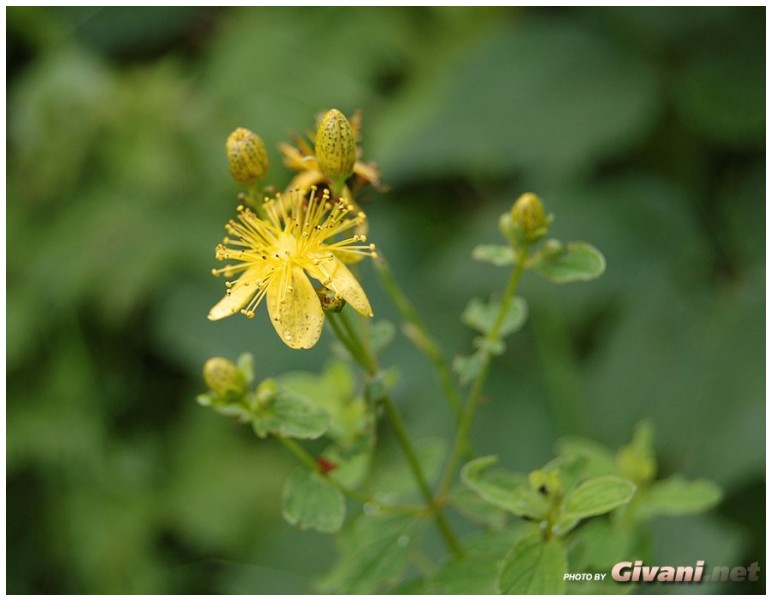 Givani.net - Flowers Photo • Цветы фото - Yellow flower