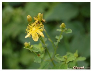 Givani.net - Flowers Photo • Цветы фото - Yellow flower