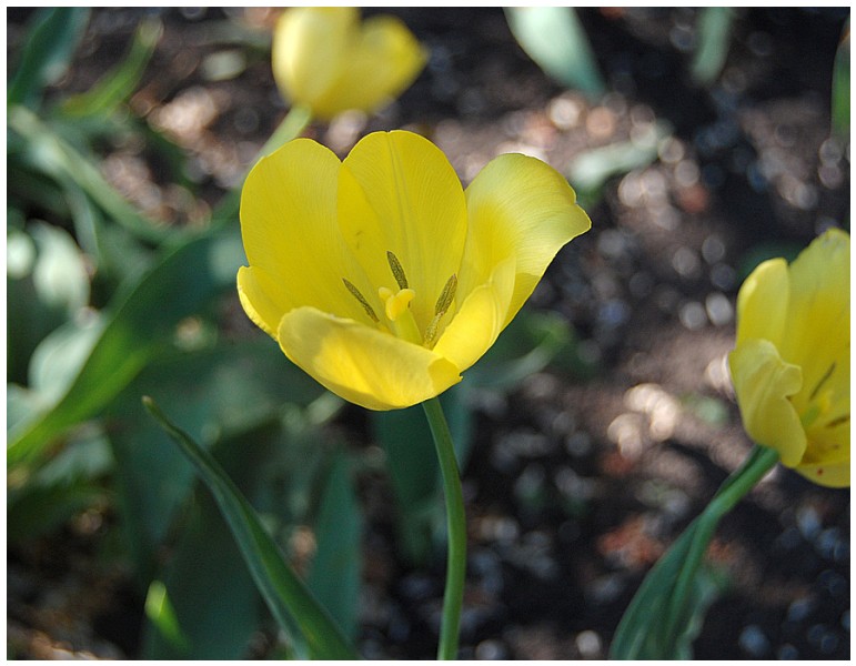 Givani.net - Flowers Photo • Цветы фото - Yellow-Tulip-Too