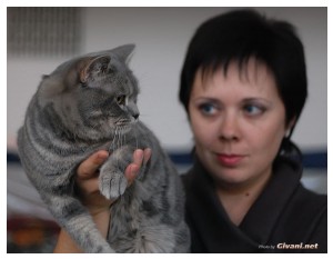 Cats Shows Photo • Выставки кошек - November, 2010 • Кубок Hill's • Донецк - 021