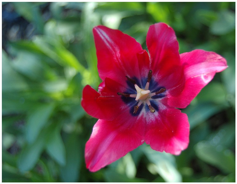 Givani.net - Flowers Photo • Цветы фото - Red-Tulip