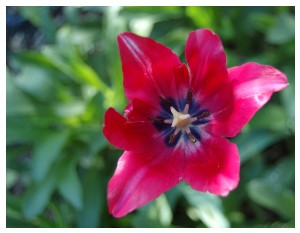 Givani.net - Flowers Photo • Цветы фото - Red-Tulip