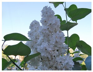 Givani.net - Flowers Photo • Цветы фото - White-Lilac
