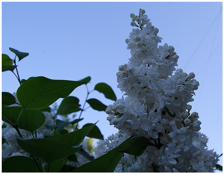 Givani.net - Flowers Photo • Цветы фото - White-Lilac-Too