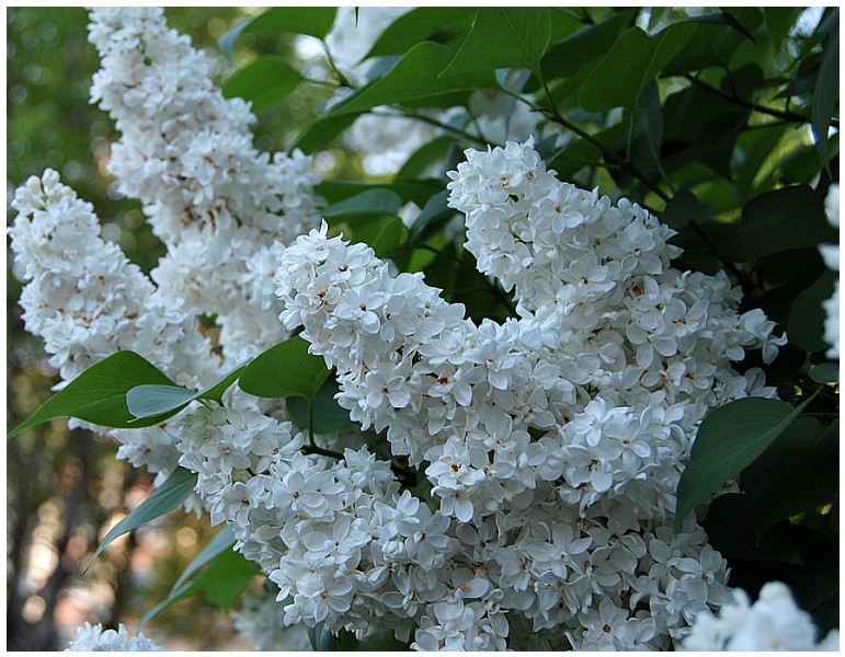 Givani.net - Flowers Photo • Цветы фото - White-Lilac-Bride • Сирень
