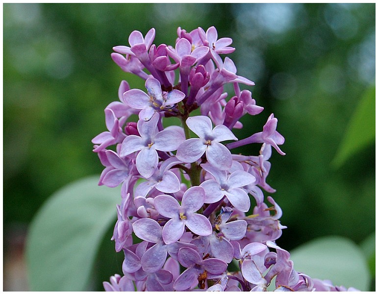 Givani.net - Flowers Photo • Цветы фото - Lilac-Classics • Сирень