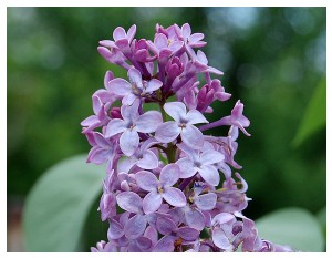Givani.net - Flowers Photo • Цветы фото - Lilac-Classics • Сирень