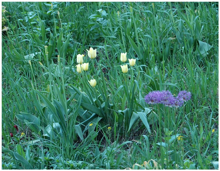 Givani.net - Flowers Photo • Цветы фото - Yellow-Tulips-Grass