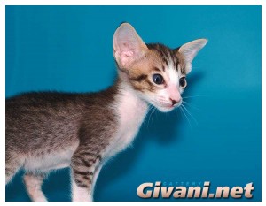 Oriental Cats • Ориентальные кошки - Oriental Kittens • Ориентальные котята - 039