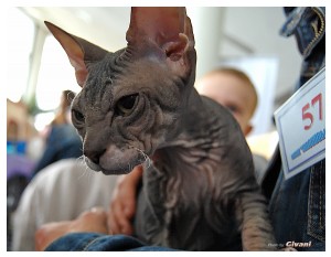 Cats Shows Photo • Выставки кошек - May, 2012 • Ласковый зверь • Луганск - 08