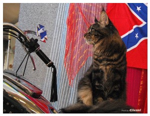 Cats Shows Photo • Выставки кошек - May, 2012 • Ласковый зверь • Луганск - 33