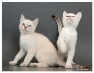 Cats Shows Photo • Выставки кошек - May, 2012 • Ласковый зверь • Луганск - 28