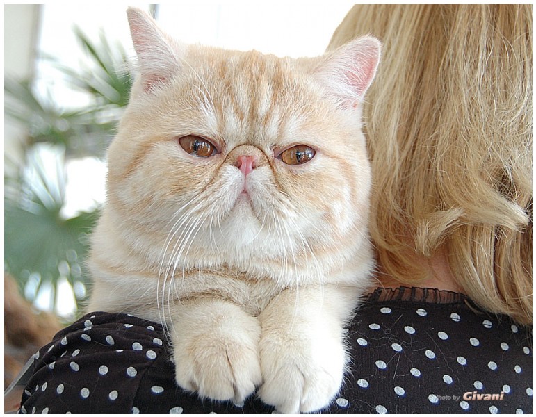 Cats Shows Photo • Выставки кошек - May, 2012 • Ласковый зверь • Луганск - 53