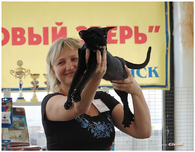 Cats Shows Photo • Выставки кошек - May, 2012 • Ласковый зверь • Луганск - 50